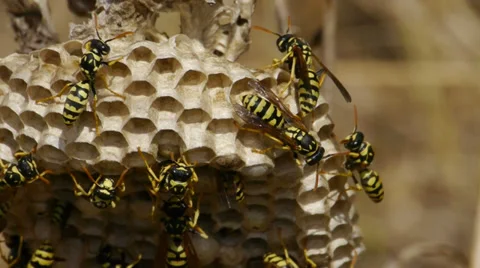 Wasps Stock Footage 35687947