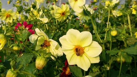 Wasps Stock Footage 129770502