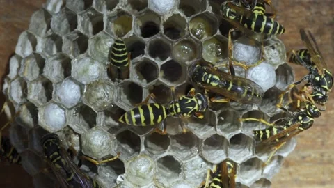 Wasps Stockbeeldmateriaal 159008230