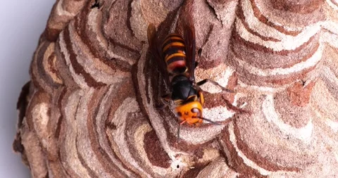 Wasps Stock Footage 243149083