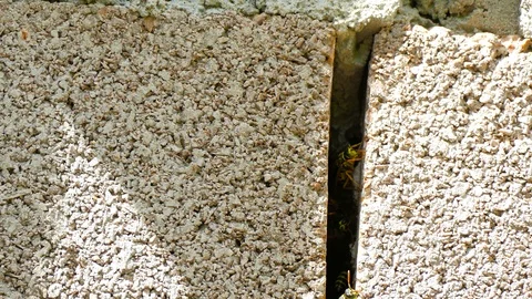 Wasps gathered in the shadow of the wall crack Stock-Footage 123585238