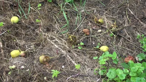 Wasps group on fallen pears in summer Stock Footage 261282973