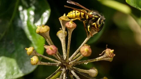 Wasps harvesting the nectar of tiny ivy flowers. Close up of ivy inflorescence Stock Footage 99143872