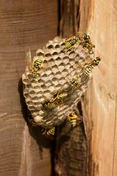 Wasps hive Stock Photos