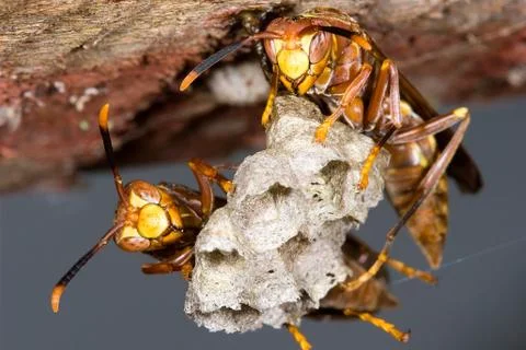 Wasps on hive Stock Photos