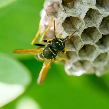 Wasps hover near hexagonal hive structure Stock Photos