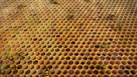 Wasps ine the hive, looping animation Stock Footage 88829371