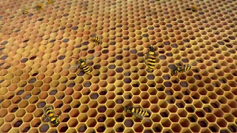 Wasps ine the hive, looping animation Video stock 88829383