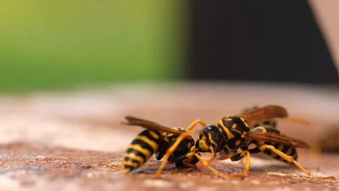 Wasps insect wings Video stock 273698531
