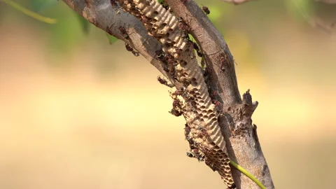 Wasps insects and nest on tree on blurred background 動画素材 147508112