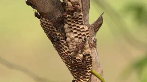 Wasps insects and nest on tree on blurred background Video stock 147509557