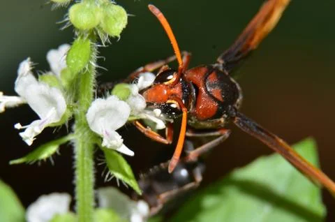 Wasps, insects that can sting, brown-headed, black bodies with brown stripes Stock Photos