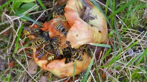 Wasps (insects) eating an apple (fruit). Stock Footage 63395233