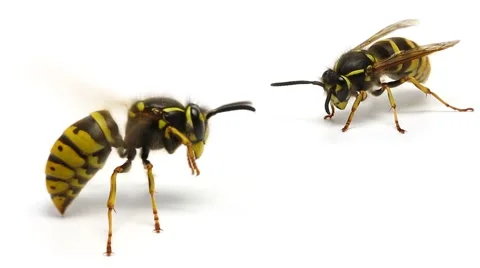 Wasps insects isolated on white background macro close up Stock Footage 49573059
