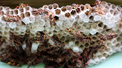 Wasps kissing Stock Footage 61340432