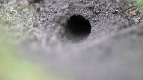 Wasps that live in burrows in the ground Video stock 136027351