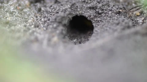 Wasps that live in burrows in the ground Video stock 136085143