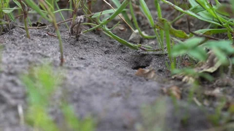 Wasps that live in burrows in the ground Video stock 136085278