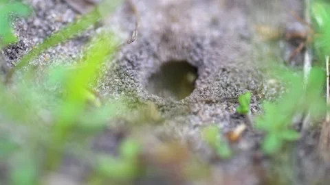 Wasps that live in burrows in the ground Video stock 136085323