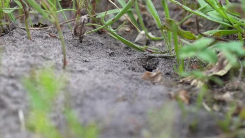 Wasps that live in burrows in the ground Video stock 136085663