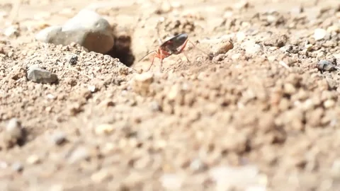 Wasps make nests in the ground Stock Footage 284321955