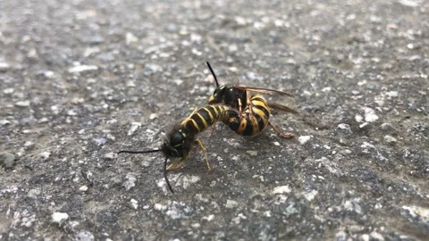 Wasps mating Stock Footage 150864492