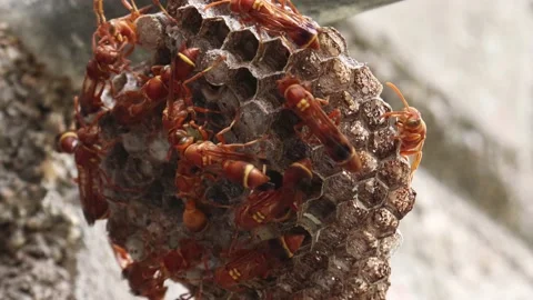 Wasps move here and there in the wasp's ... | Stock Video | Pond5