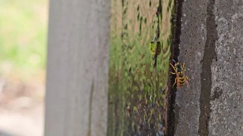 Wasps navigate moss-covered concrete wall Stock Footage 341774450