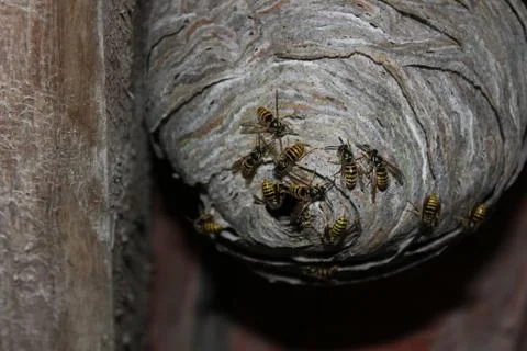 Wasps nest and wasps Stock Photos