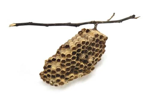 Wasps' nest with branches on white background Stock Photos