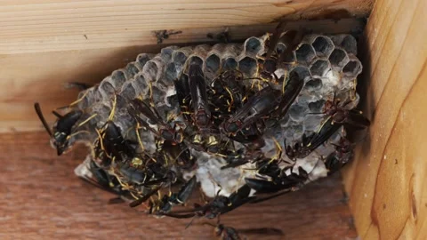 Wasps in a Nest Close Up in 4K Stock Footage 138176717