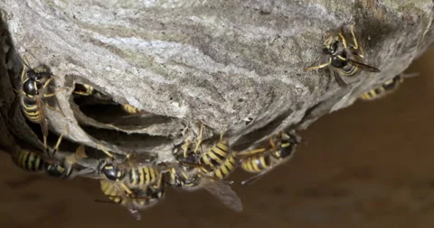 Wasps nest close up Stock Footage 166410042