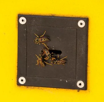Wasp's nest in an electronic lock Stock Photos