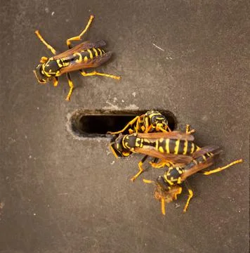 Wasp's nest in an electronic lock Foto stock