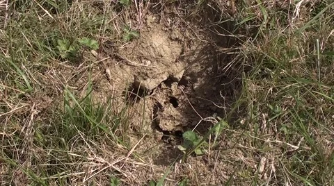 Wasps nest Stock Footage 53230107