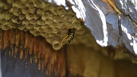 Wasps Nest Stock Footage 89238352