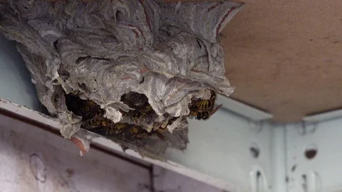 Wasp's nest Stock Footage 92323141