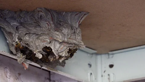 Wasp's nest Stock Footage 92323338