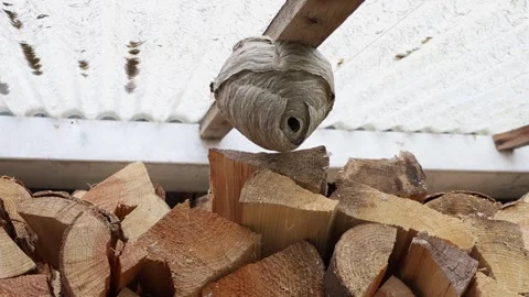 Wasps´ nest Stock Footage 245263548