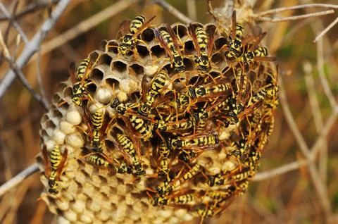 Wasps nest in the grass Stock Photos