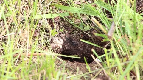 Wasps nest in the ground 2 Stock Footage 43066216