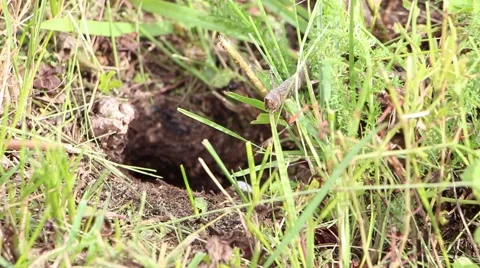 Wasps nest in the ground 3 Vídeo Stock 43068387