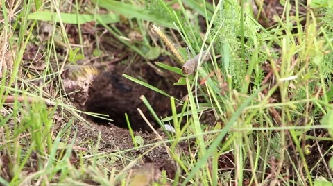 Wasps nest in the ground 4 Stock Footage 43068555