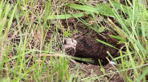 Wasps nest in the ground Stock Footage 43066411
