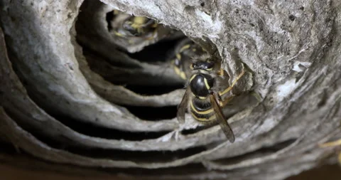 Wasps nest macro Video stock 166417457