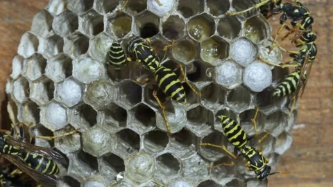 Wasps nest. Multiple larvae are visible. Stockbeeldmateriaal 159007449