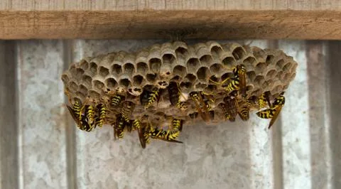 Wasps in the nest Stock Photos