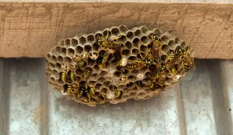 Wasps in the nest Stock Photos