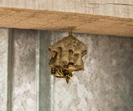 Wasps in the nest Foto stock