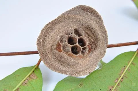 Wasp's nest Stock-Fotos